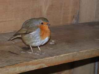 The tame Robin. © Andy Mabbett