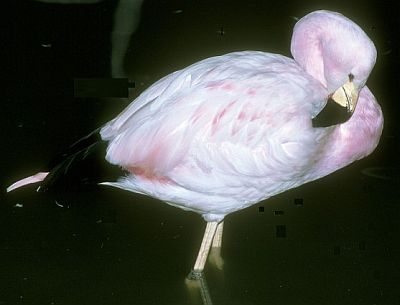 James' Flamingo at Slimbridge. © Vladimír Motycka