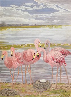 James' Flamingo from 'Flamingos' by Malcolm and Carol Ogilvie. © Carol Ogilvie
