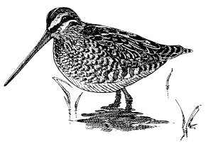 Snipe sketch by Mike Langman